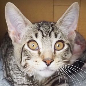 Moe, Baby Male Domestic Short Hair