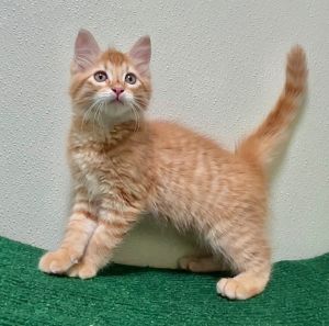 Frito Domestic Short Hair Cat