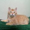 Frito photo 3
