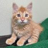Frito photo 4
