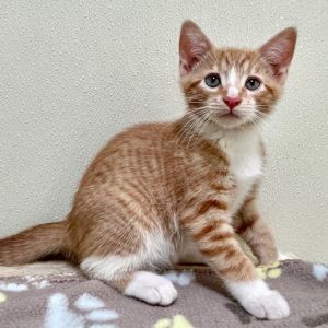 Cheeto Domestic Short Hair Cat