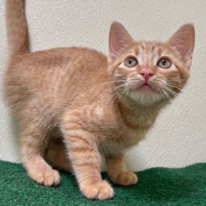 Taki Domestic Short Hair Cat