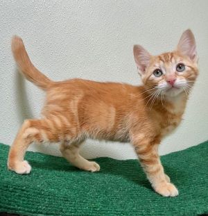 Pringle Domestic Short Hair Cat