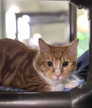 Mochi, Young Male Domestic Short Hair
