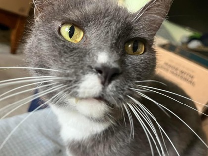 Greyson