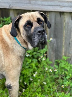 Hi Im Boulder a cuddle connoisseur seeking a loving family to call my own I thrive on human inte