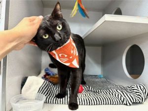 Binx, Young Male Domestic Short Hair