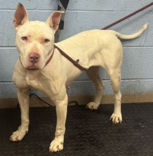 Cotton, Adult Female Mixed Breed
