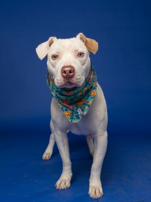 Ness Mixed Breed Dog