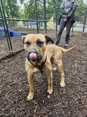 Spinach, Adult Male Mixed Breed