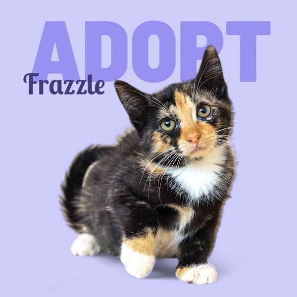 Frazzle thumbnail 3