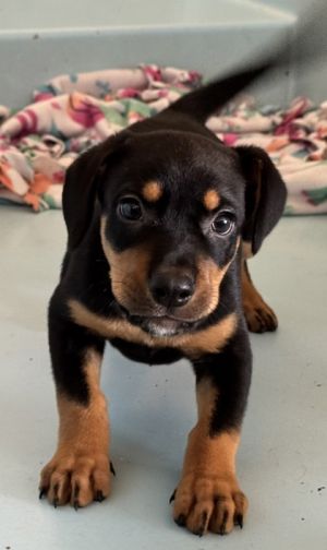 Ace, Baby Male Doberman Pinscher
