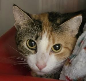 Myham, Adult Female Domestic Short Hair
