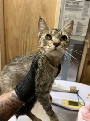 Eryndor, Adult Female Domestic Short Hair
