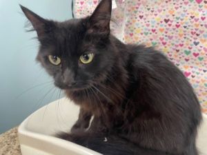 Stitch, Adult Female Domestic Medium Hair