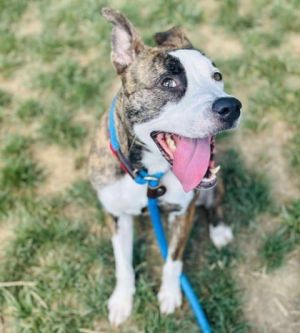 Loca, Adult Female Mixed Breed
