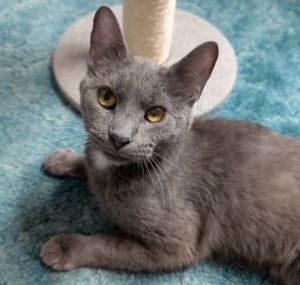 Pepsi Pete, Adult Male Domestic Short Hair
