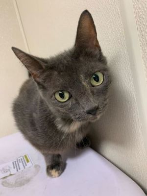58859023, Adult Female Domestic Short Hair