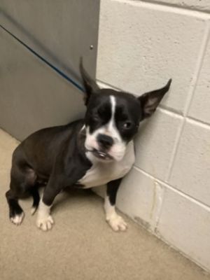 Truffles, Adult Female Boston Terrier