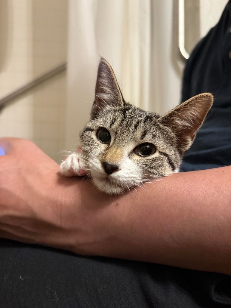Citrine Tx, an adoptable Domestic Short Hair in Fort Lupton, CO, 80621 | Photo Image 1