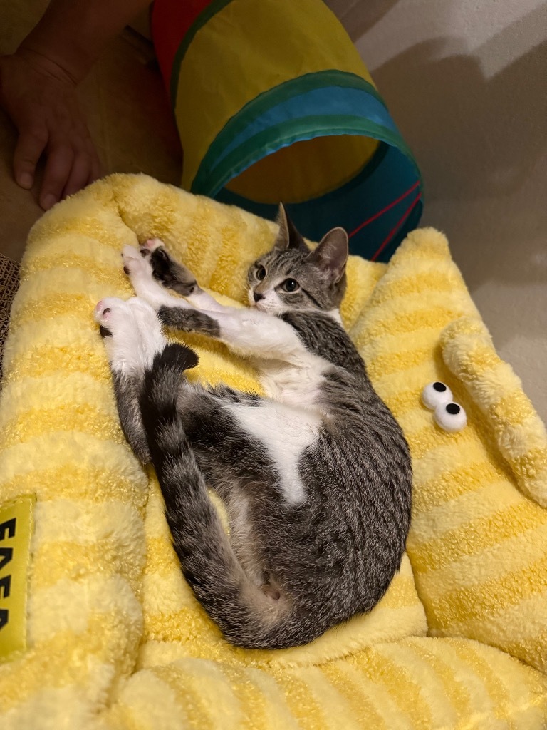 Citrine Tx, an adoptable Domestic Short Hair in Fort Lupton, CO, 80621 | Photo Image 2