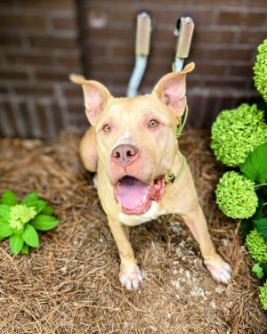 Scarlett, Adult Female Mastiff