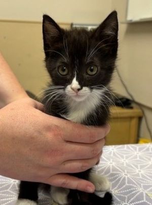 Hi Im Peso Im a 4-month-old domestic medium hair with soft fluffy fur and the cutest little whi