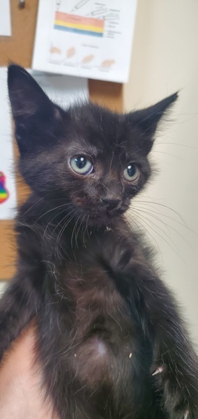 76428 Domestic Short Hair Cat