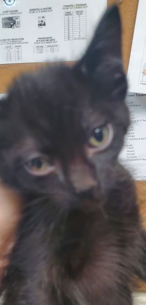 76427 Domestic Short Hair Cat