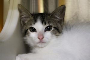 Blue, Adult Male Domestic Short Hair