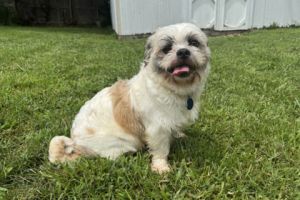 Bailey, Adult Female Shih Tzu