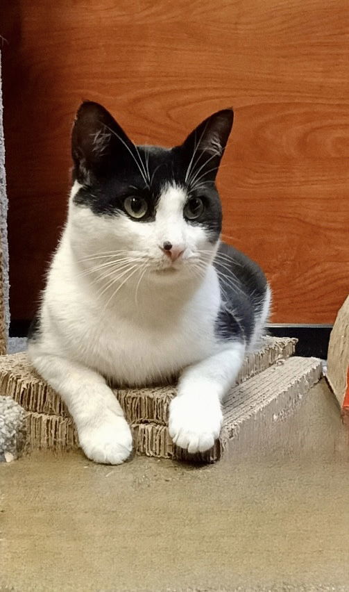 Moosie (FCID# 5/29/2025-112)