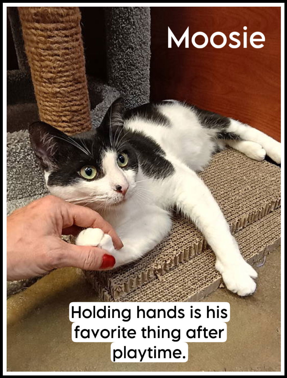 Moosie (FCID# 5/29/2025-112)