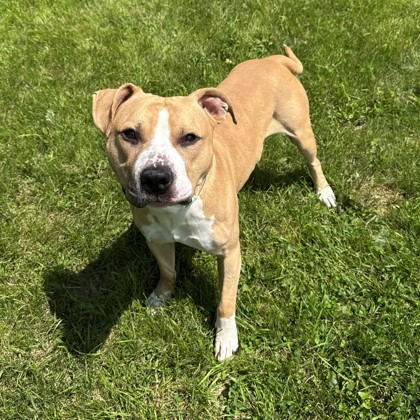 Honor, an adoptable Pit Bull Terrier, Mixed Breed in Willmar, MN, 56201 | Photo Image 1