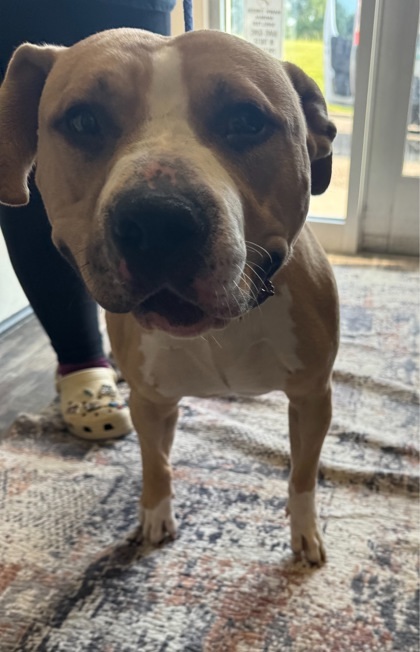 Honor, an adoptable Pit Bull Terrier, Mixed Breed in Willmar, MN, 56201 | Photo Image 2