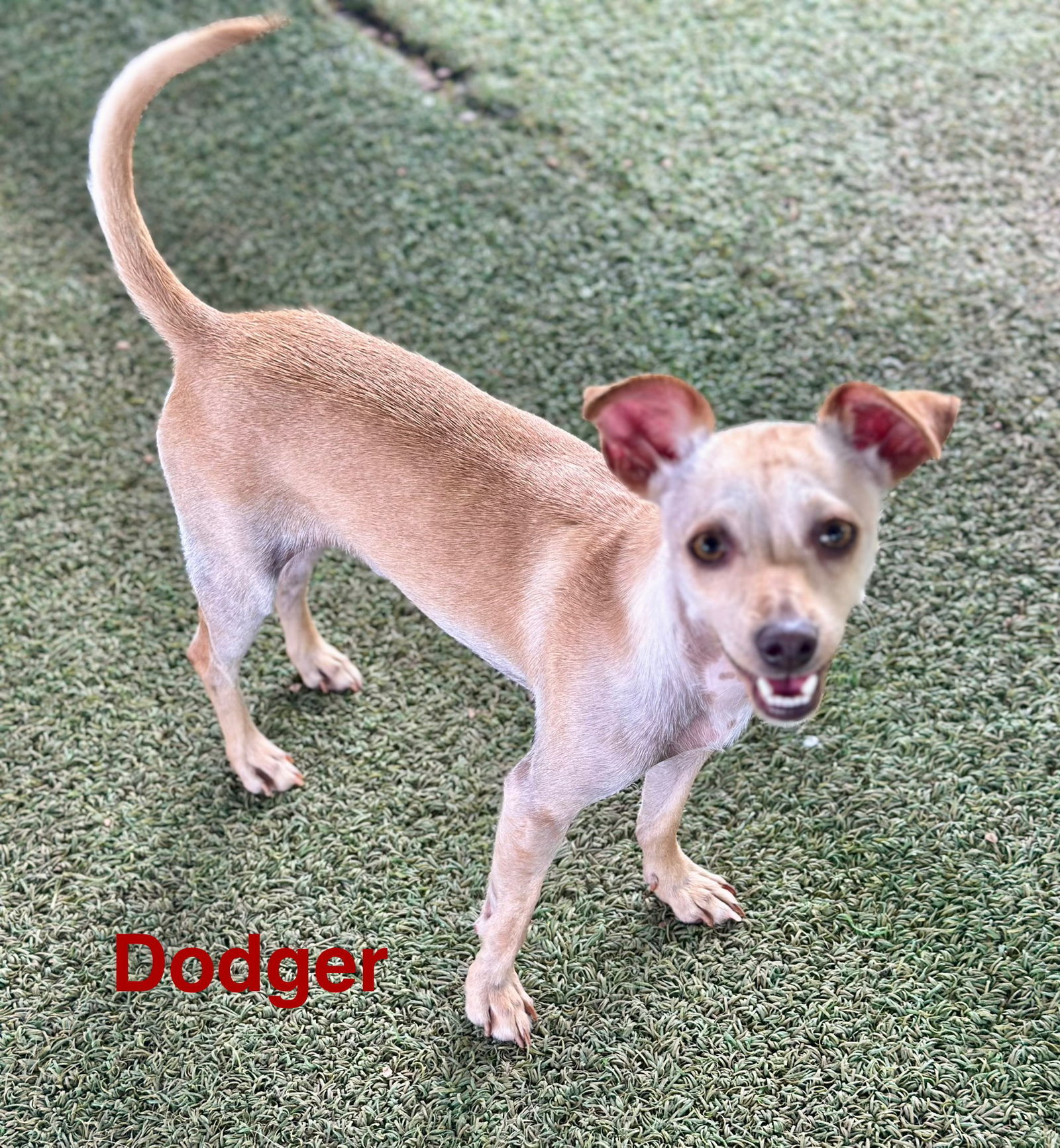 Dodger