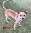 Dodger photo 1