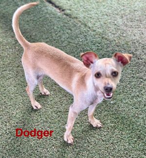 Dodger, Young Male unknown