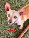 Dodger photo 2