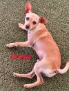 Dodger photo 3