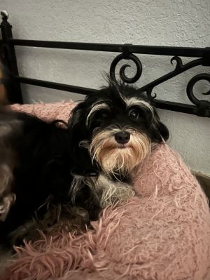Fluffy, Adult Female Maltese