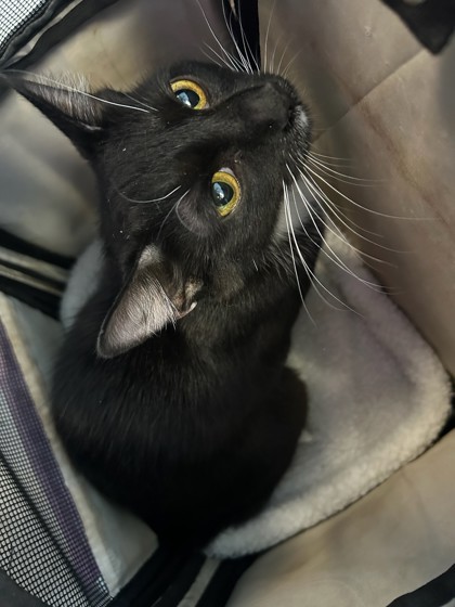 Sabrina