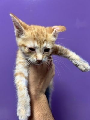 58859861, Baby Female Domestic Short Hair