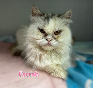 Farrah, Adult Female Domestic Long Hair