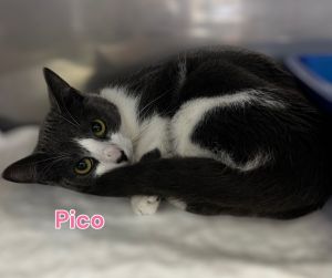 Pico, Young Female Domestic Short Hair