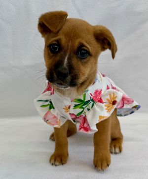 Milk Dud German Shepherd Dog Dog