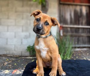 All of our dogs are spayedneutered shots current DHPP Bordetella and Rabies where applicable d