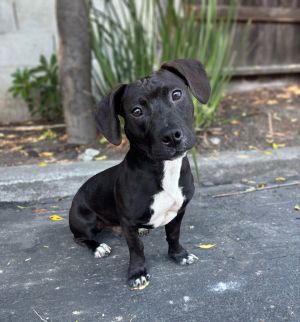 All of our dogs are spayedneutered shots current DHPP Bordetella and Rabies where applicable d