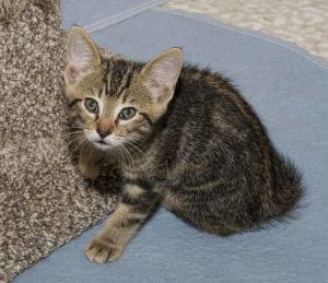 Pommel, Young Male Domestic Short Hair