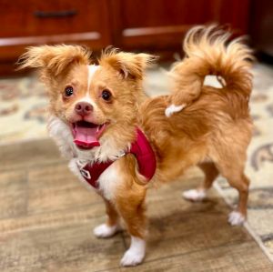 Remy, Baby Male Pomeranian